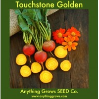 Beet - Touchstone Golden Beet